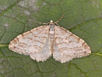 Mesotype verberata Scop. adulte - Philippe Mothiron