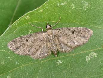 Eupithecia virgaureata Dbld. adulte - ©Philippe Mothiron