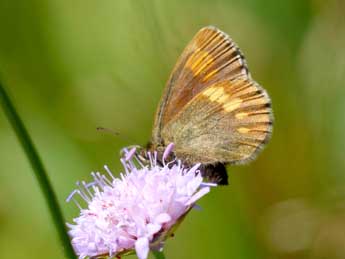 Erebia vogesiaca Christ adulte - ©Thomas Lux