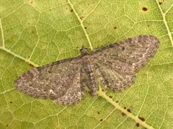 Eupithecia vulgata Hw. adulte - ©Philippe Mothiron