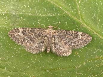 Eupithecia vulgata Hw. adulte - ©Philippe Mothiron