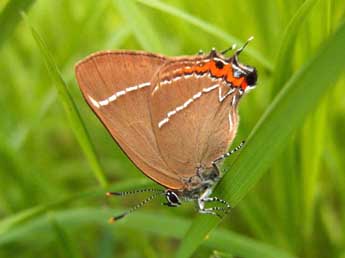 Satyrium w-album Knoch adulte - Sbastien Labatut