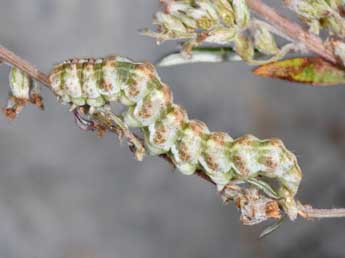  Chenille de Cucullia absinthii L. - Philippe Mothiron