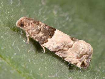 Gypsonoma aceriana Dup. adulte - Philippe Mothiron