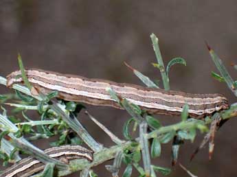  Chenille de Onychora agaritharia Dardoin - Edith Grange
