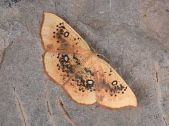 Cyclophora albiocellaria Hb. adulte - Philippe Mothiron