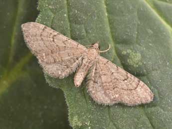 Eupithecia alliaria Stgr adulte - Philippe Mothiron