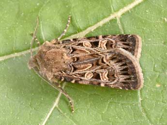 Chersotis alpestris Bsdv. adulte - Philippe Mothiron