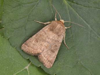 Hoplodrina alsinides Costantini adulte - Philippe Mothiron