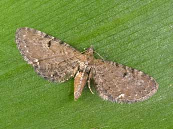 Eupithecia assimilata Dbld. adulte - ©Philippe Mothiron