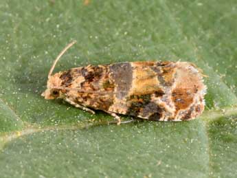 Lobesia botrana D. & S. adulte - Philippe Mothiron