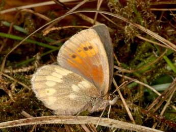 Erebia bubastis Meisner adulte - ©Wolfgang Wagner, www.pyrgus.de