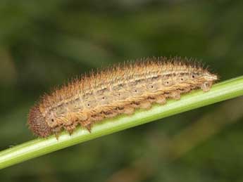  Chenille de Erebia bubastis Meisner - ©Wolfgang Wagner, www.pyrgus.de