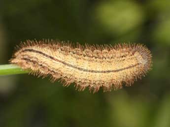  Chenille de Erebia bubastis Meisner - Wolfgang Wagner, www.pyrgus.de