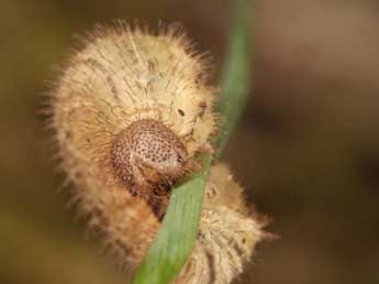  Chenille de Erebia bubastis Meisner - ©Wolfgang Wagner, www.pyrgus.de