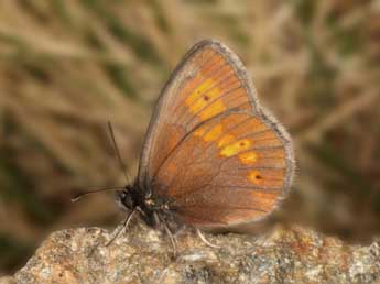 Erebia bubastis Meisner adulte - ©Wolfgang Wagner, www.pyrgus.de