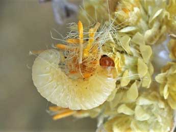  Chenille de Eupoecilia cebrana Hb. - Friedmar Graf