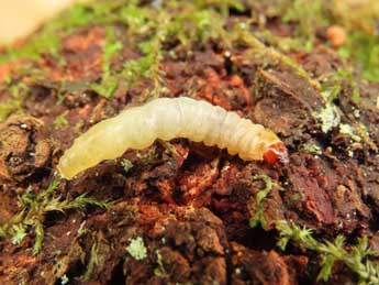  Chenille de Synanthedon cephiformis O. - Ruben Meert