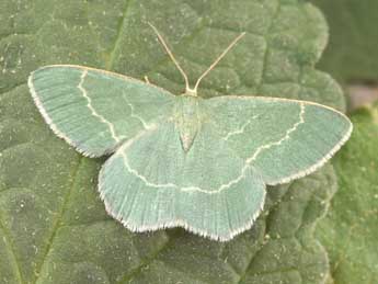 Chlorissa cloraria Hb. adulte - Philippe Mothiron