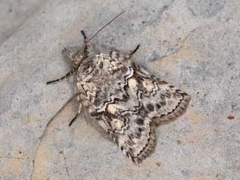 Nycteola columbana Turner adulte - Philippe Mothiron