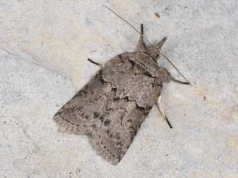 Nycteola columbana Turner adulte - Philippe Mothiron