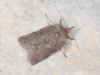 Nycteola columbana Turner adulte - Philippe Mothiron