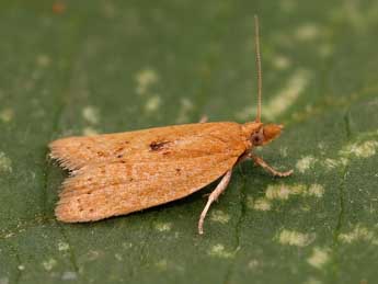 Clepsis consimilana Hb. adulte - ©Lionel Taurand