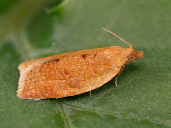 Clepsis consimilana Hb. adulte - ©Lionel Taurand