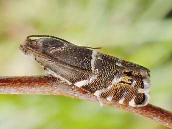 Cydia cosmophorana Tr. adulte - Friedmar Graf