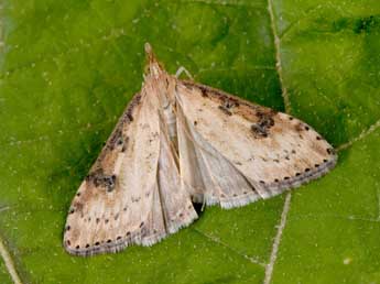 Udea costalis Ev. adulte - Philippe Mothiron