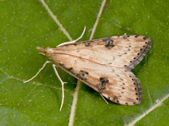 Udea costalis Ev. adulte - Philippe Mothiron