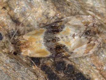Phalonidia curvistrigana Stt. adulte - ©Horst Pichler