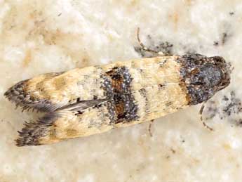 Phtheochroa cymatodana Rbl adulte - Friedmar Graf