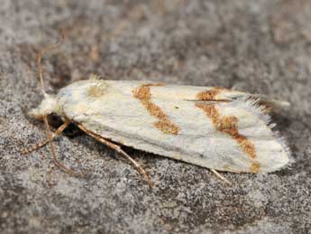 Aethes dilucidana Stph. adulte - Paolo Mazzei