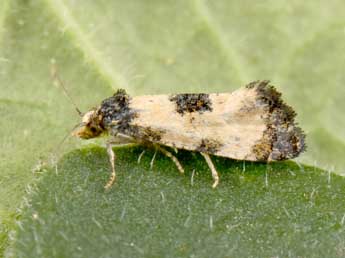 Neocochylis dubitana Hb. adulte - Philippe Mothiron