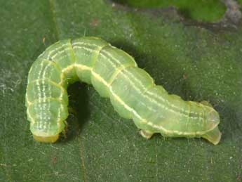  Chenille de Triphosa dubitata L. - Philippe Mothiron