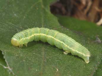  Chenille de Triphosa dubitata L. - Philippe Mothiron