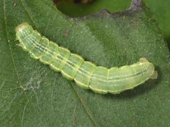  Chenille de Triphosa dubitata L. - Philippe Mothiron