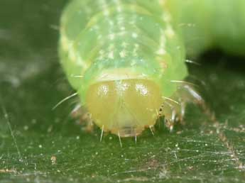  Chenille de Triphosa dubitata L. - Philippe Mothiron