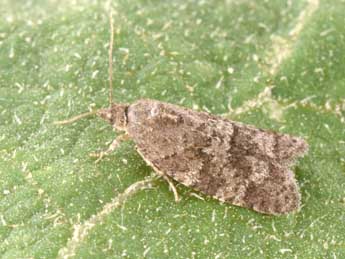 Cnephasia ecullyana Ral adulte - Philippe Mothiron