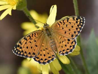 Fabriciana elisa God. adulte - Jasques Schaaf