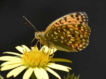 Fabriciana elisa God. adulte - Jasques Schaaf