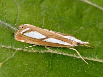 Catoptria europaeica Bles. adulte - Philippe Mothiron