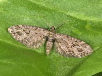 Eupithecia exiguata Hb. adulte - Philippe Mothiron