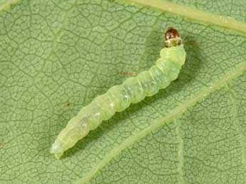  Chenille de Acleris ferrugana D. & S. - Philippe Mothiron