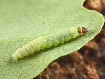  Chenille de Acleris ferrugana D. & S. - Philippe Mothiron