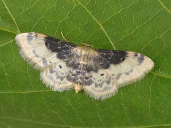 Idaea filicata Hb. adulte - ©Philippe Mothiron