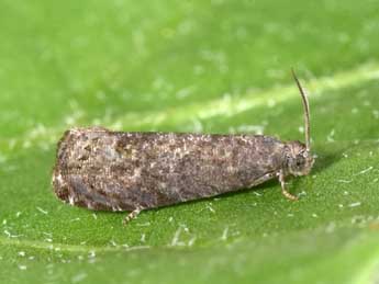 Grapholita funebrana Tr. adulte - Philippe Mothiron