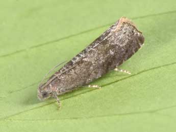 Grapholita funebrana Tr. adulte - Philippe Mothiron
