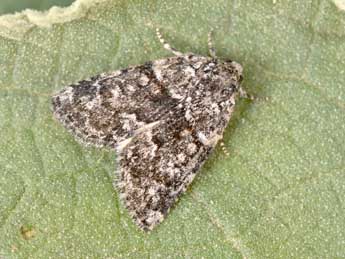 Bryophila galathea Mill. adulte - Philippe Mothiron